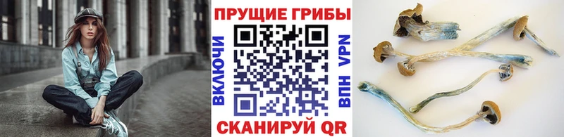 Псилоцибиновые грибы прущие грибы  Калининск 